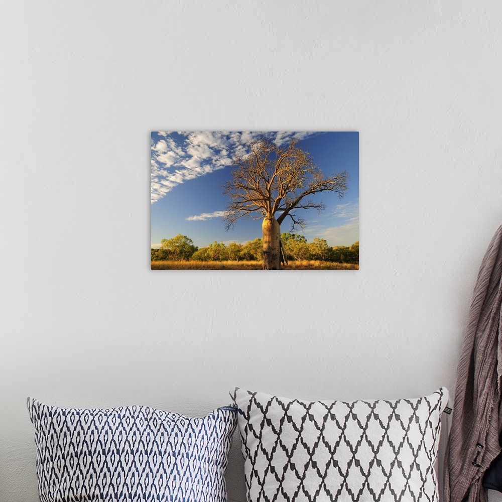 A bohemian room featuring Boab tree, Kimberley, Western Australia, Australia, Pacific