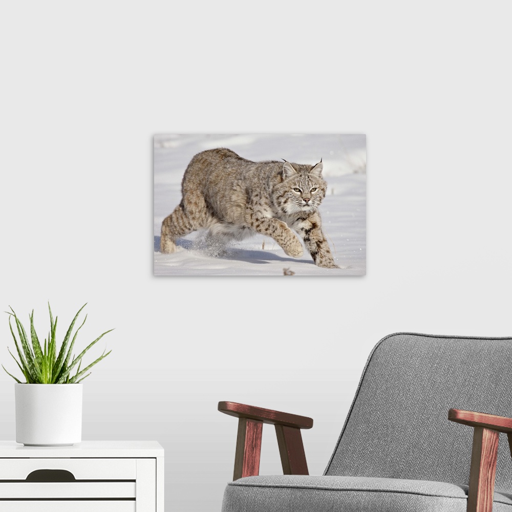 A modern room featuring Bobcat in the snow, near Bozeman, Montana