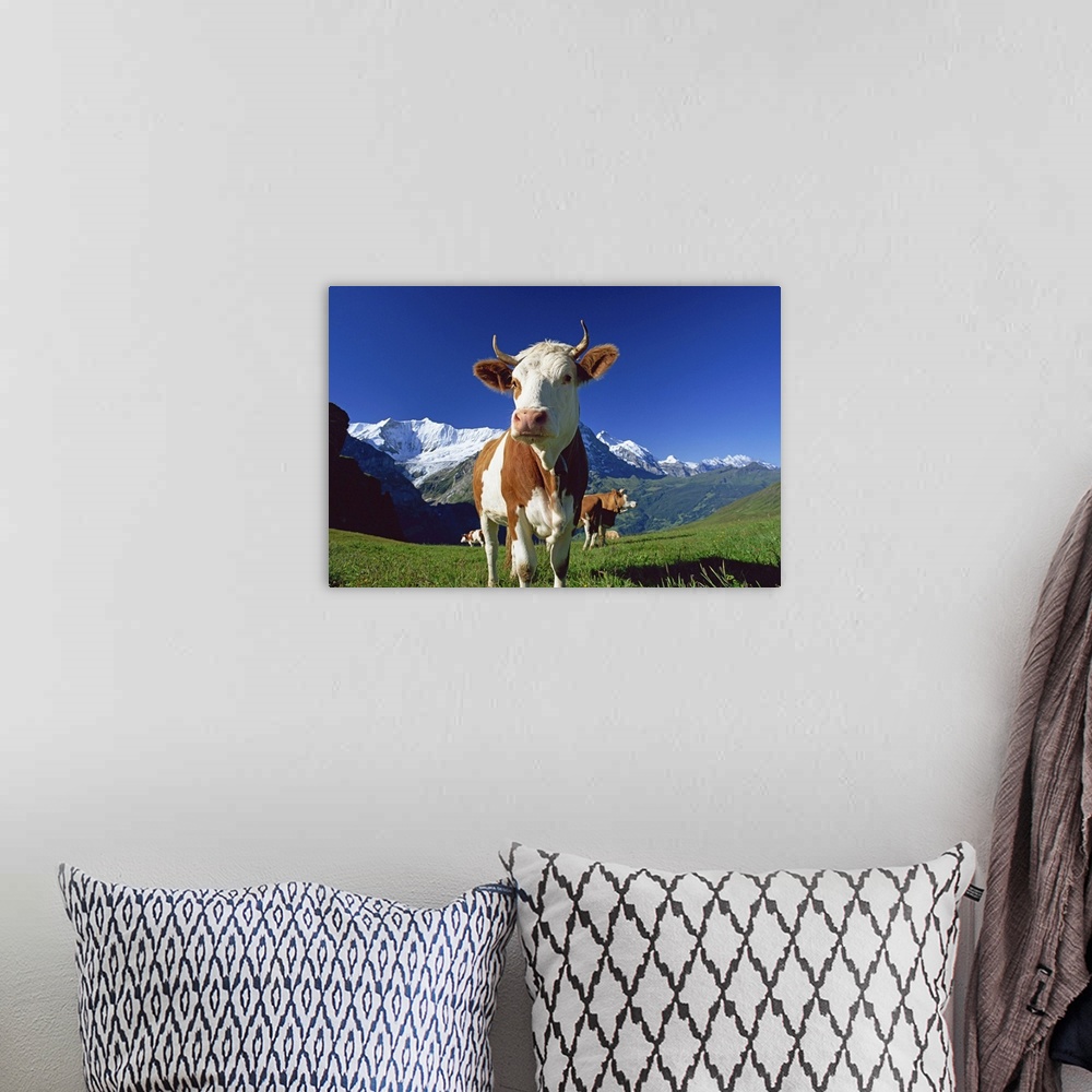 A bohemian room featuring Brown and white cow in alpine meadow, First, Grindelwald, Bern, Switzerland
