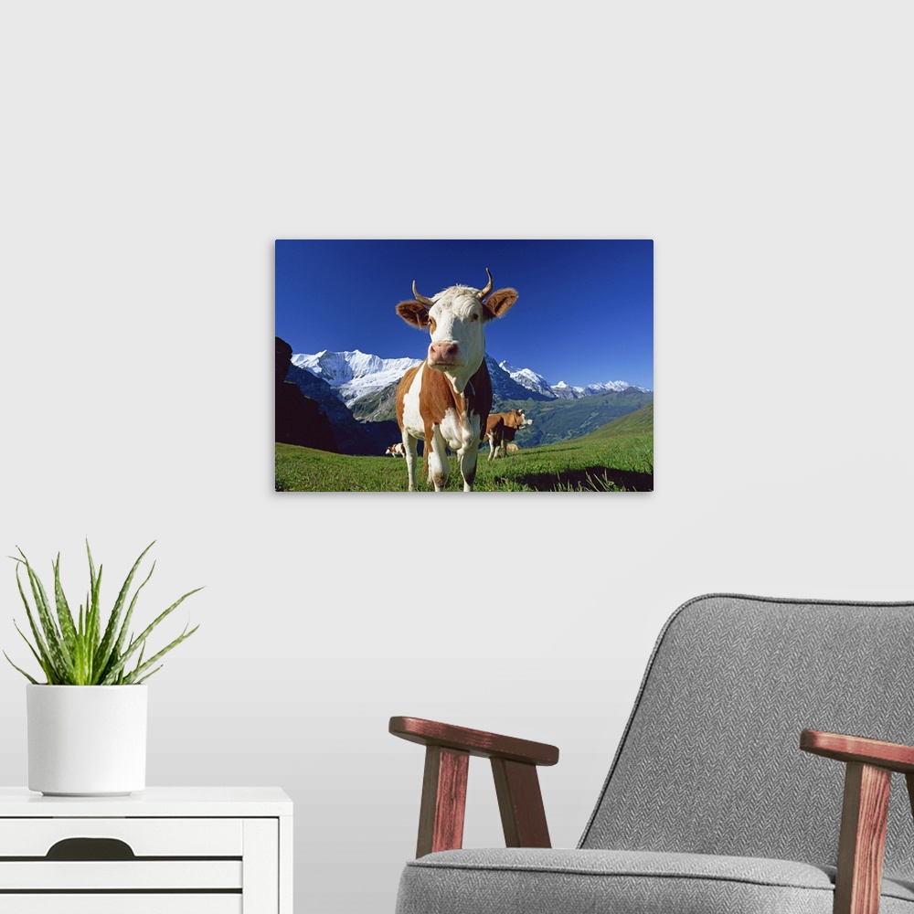 A modern room featuring Brown and white cow in alpine meadow, First, Grindelwald, Bern, Switzerland