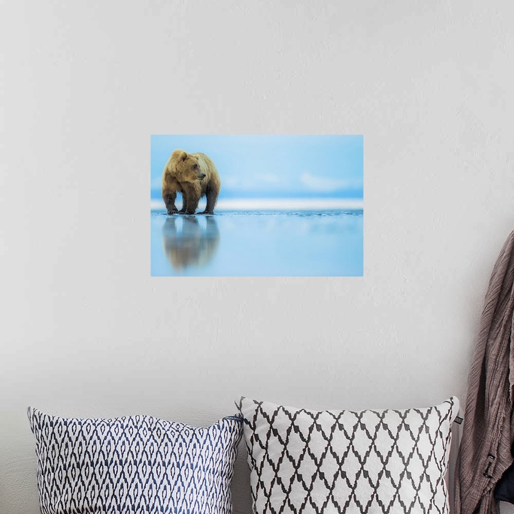 A bohemian room featuring Brown bear (Ursus arctos), Lake Clark, Alaska, United States of America, North America