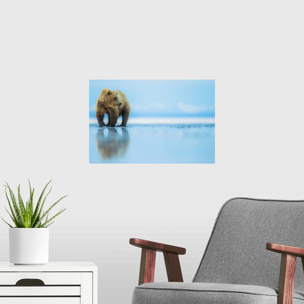 A modern room featuring Brown bear (Ursus arctos), Lake Clark, Alaska, United States of America, North America