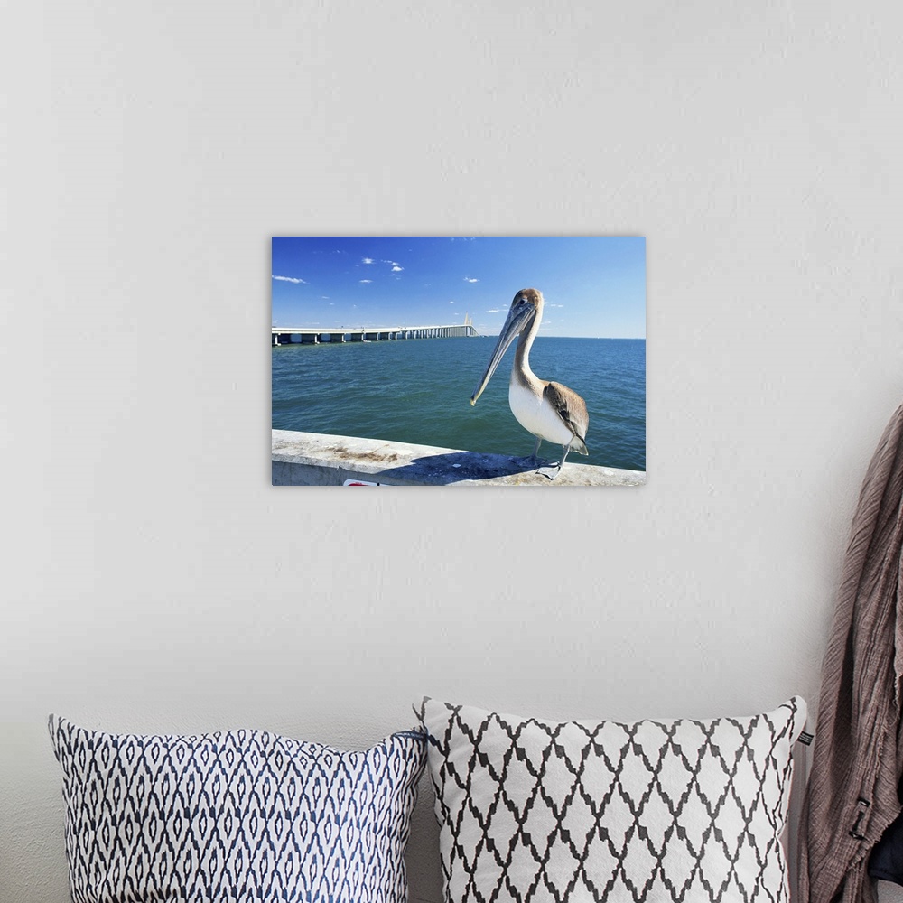 A bohemian room featuring Brown pelican in front of Sunshine Skyway Bridge, Tampa Bay, Florida, USA