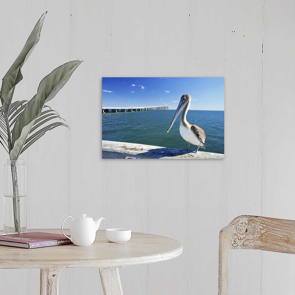 A farmhouse room featuring Brown pelican in front of Sunshine Skyway Bridge, Tampa Bay, Florida, USA