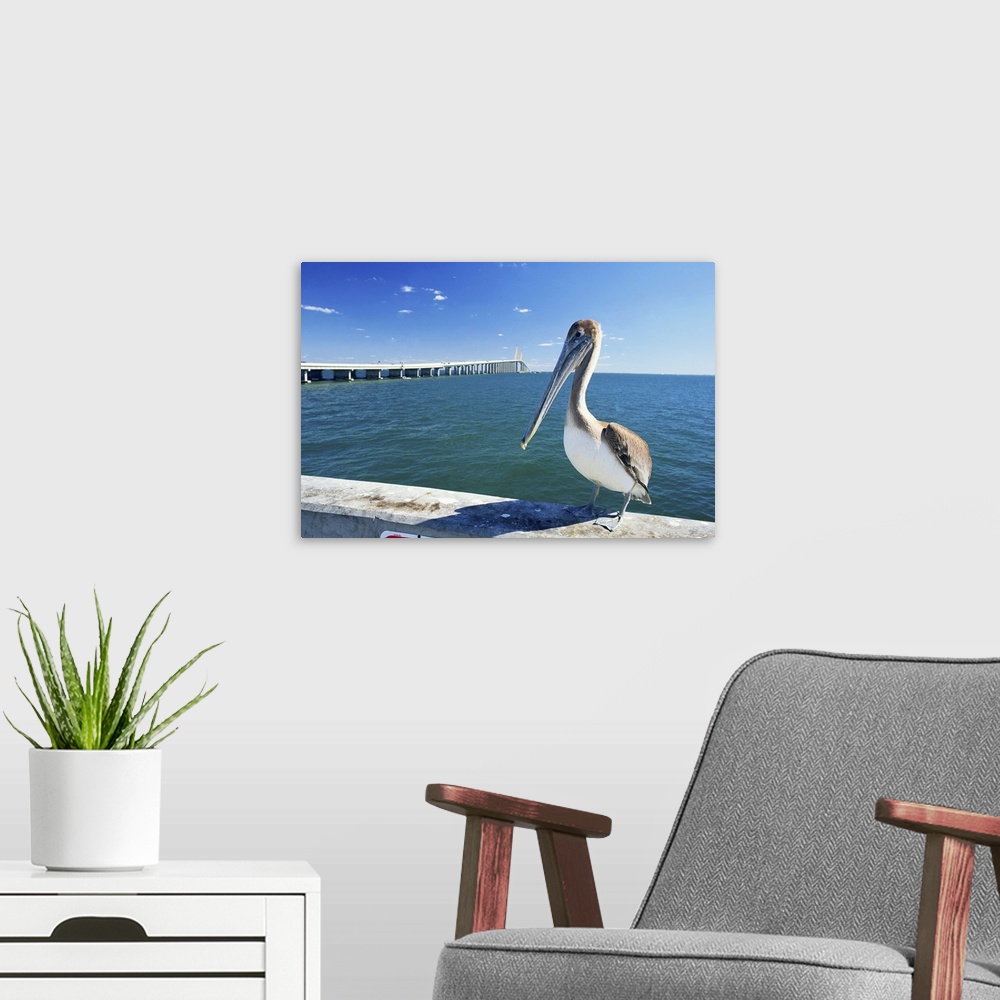 A modern room featuring Brown pelican in front of Sunshine Skyway Bridge, Tampa Bay, Florida, USA