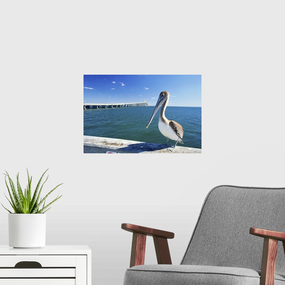 A modern room featuring Brown pelican in front of Sunshine Skyway Bridge, Tampa Bay, Florida, USA