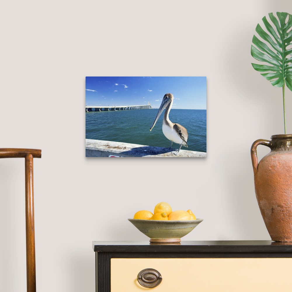 A traditional room featuring Brown pelican in front of Sunshine Skyway Bridge, Tampa Bay, Florida, USA
