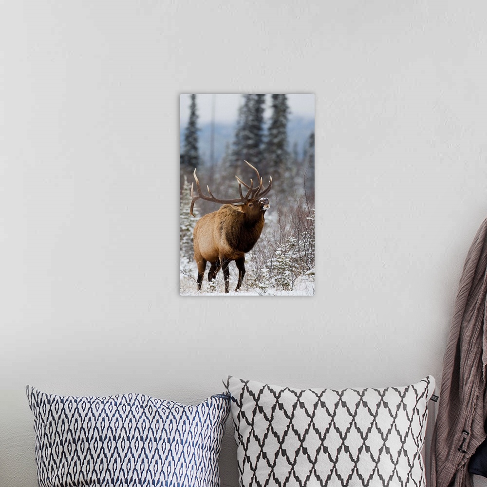 A bohemian room featuring Bull elk bugling in the snow, Jasper National Park, Alberta, Canada