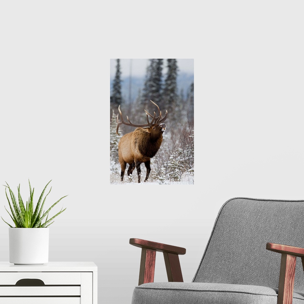 A modern room featuring Bull elk bugling in the snow, Jasper National Park, Alberta, Canada