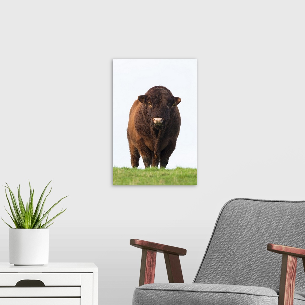 A modern room featuring Bull in farmer's field, Islay, Scotland, United Kingdom, Europe