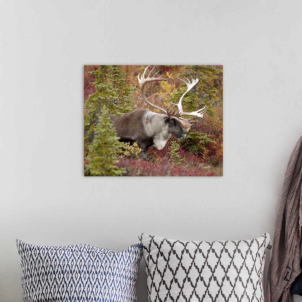 A bohemian room featuring Bull porcupine caribou Denali National Park, Alaska