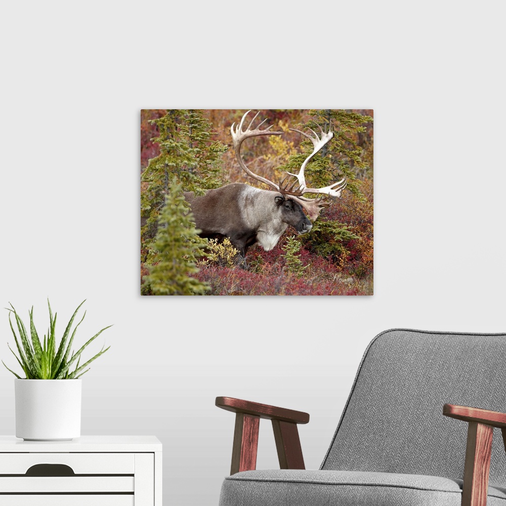 A modern room featuring Bull porcupine caribou Denali National Park, Alaska