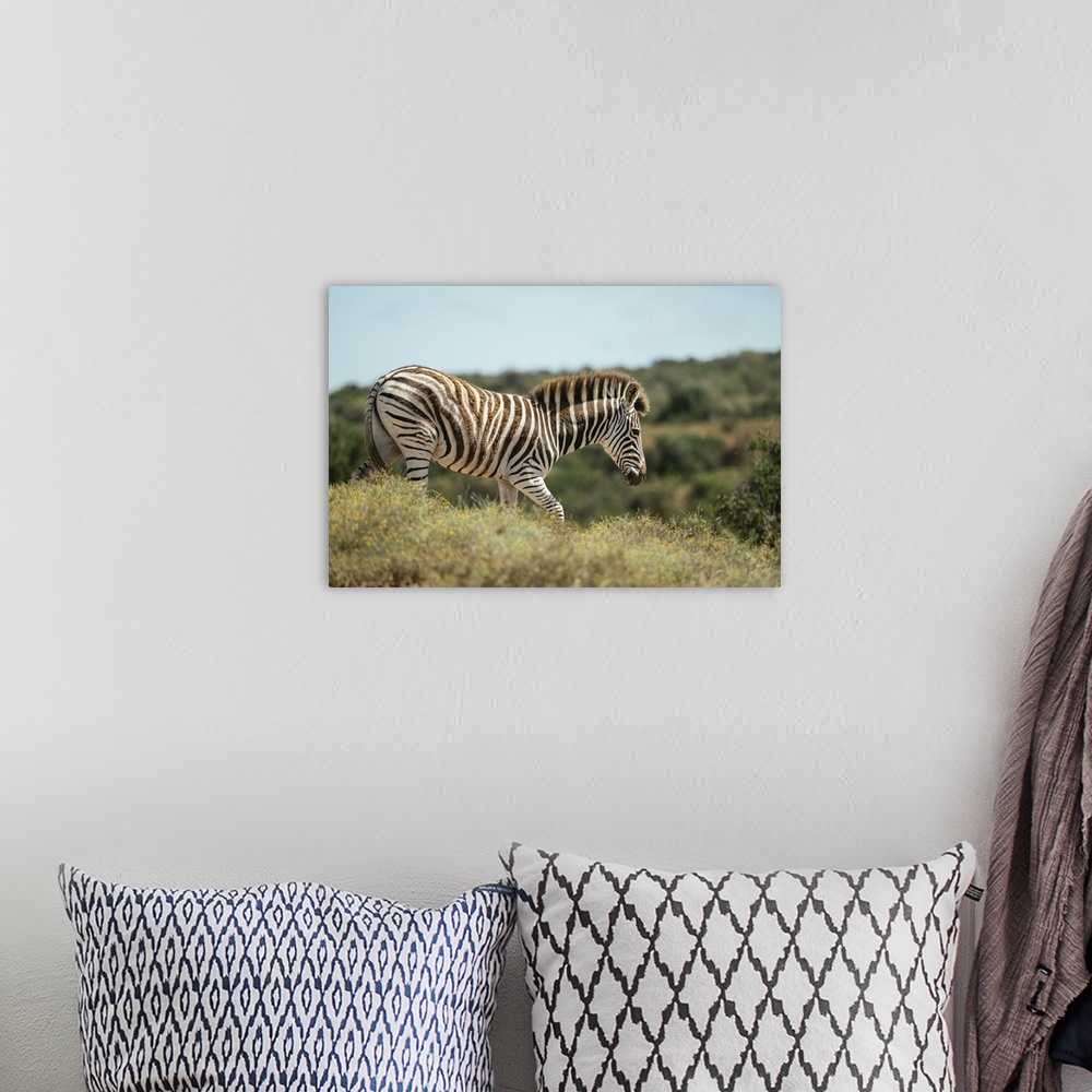 A bohemian room featuring Burchells Zebra, Addo Elephant National Park, Eastern Cape, South Africa, Africa