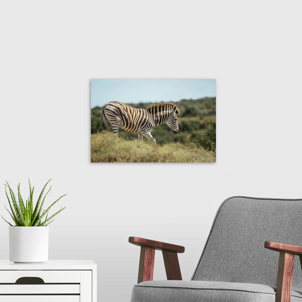A modern room featuring Burchells Zebra, Addo Elephant National Park, Eastern Cape, South Africa, Africa