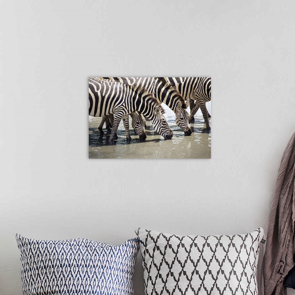 A bohemian room featuring Burchell's zebra, drinking, Tarangire National Park, Tanzania, East Africa