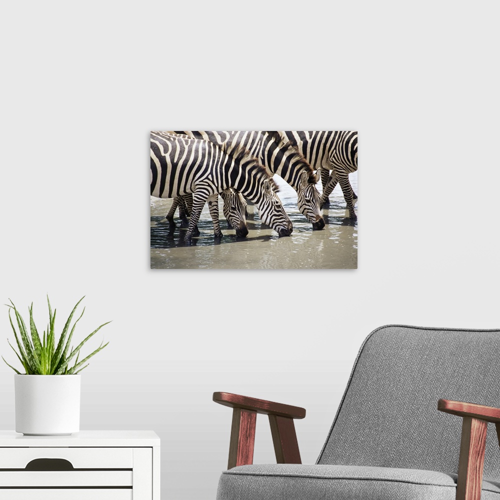 A modern room featuring Burchell's zebra, drinking, Tarangire National Park, Tanzania, East Africa