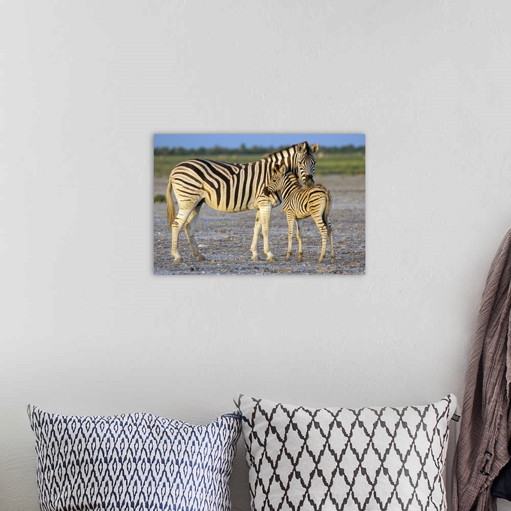 A bohemian room featuring Burchell's zebra with foal, Etosha National Park, Namibia
