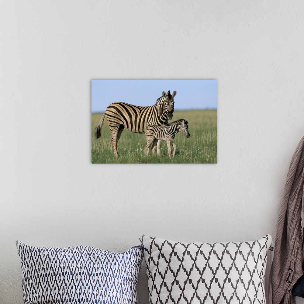 A bohemian room featuring Burchell's zebra with newborn foal, Etosha National Park, Namibia, Africa
