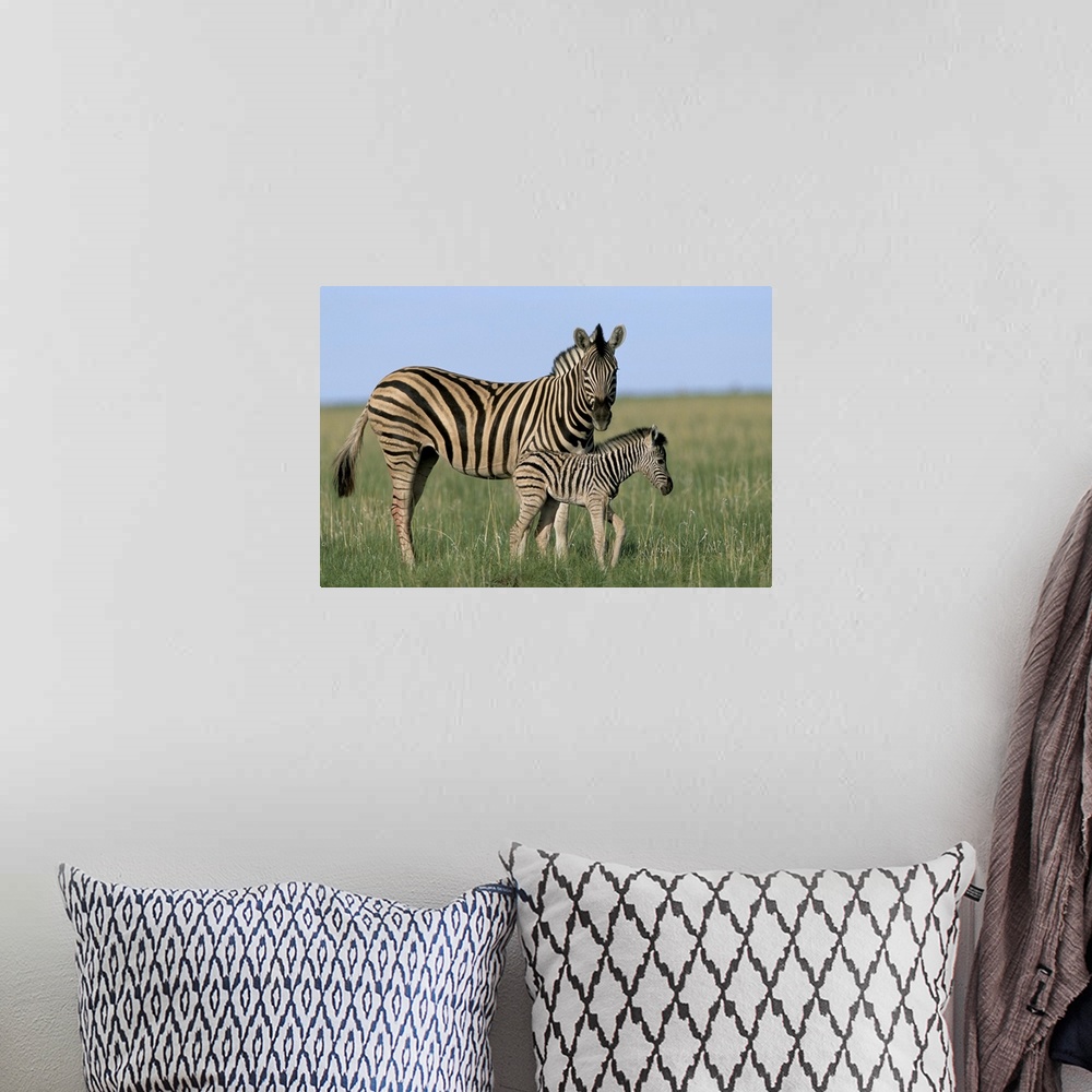 A bohemian room featuring Burchell's zebra with newborn foal, Etosha National Park, Namibia, Africa