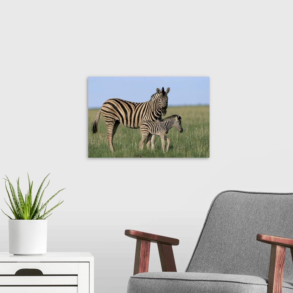 A modern room featuring Burchell's zebra with newborn foal, Etosha National Park, Namibia, Africa