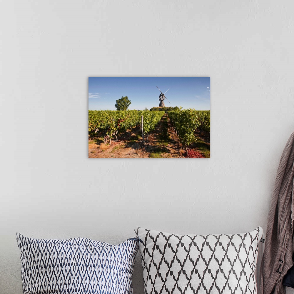 A bohemian room featuring Cabernet Franc grapes growing in a Montsoreau vineyard, Maine-et-Loire, France