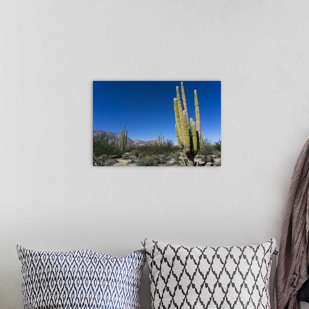 A bohemian room featuring Cacti in dry desert like landscape, Baja California, Mexico