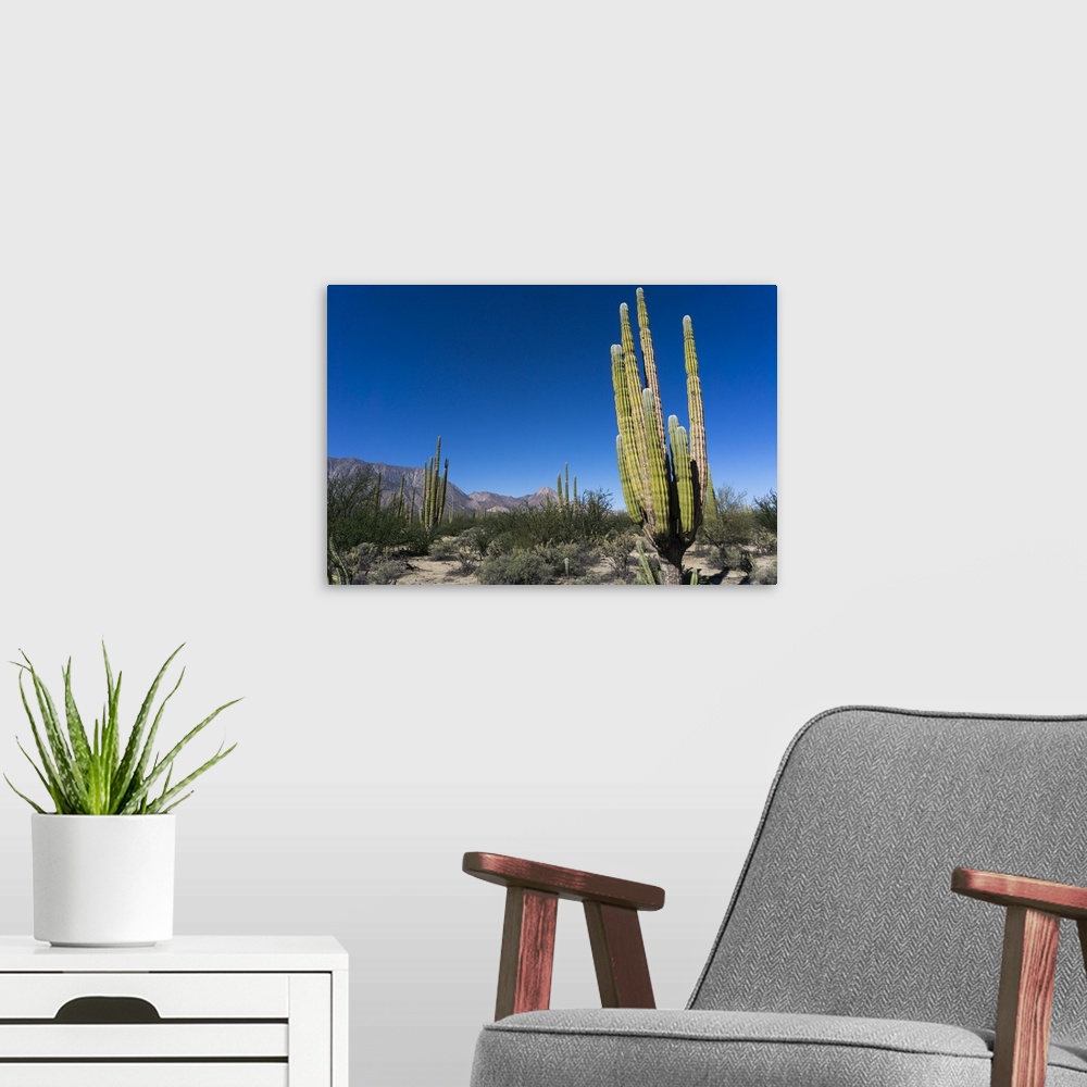 A modern room featuring Cacti in dry desert like landscape, Baja California, Mexico