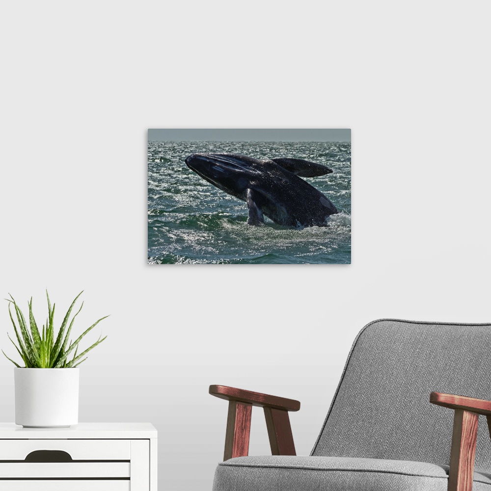 A modern room featuring California gray whale calf breaching, San Ignacio Lagoon, Baja California Sur, Mexico