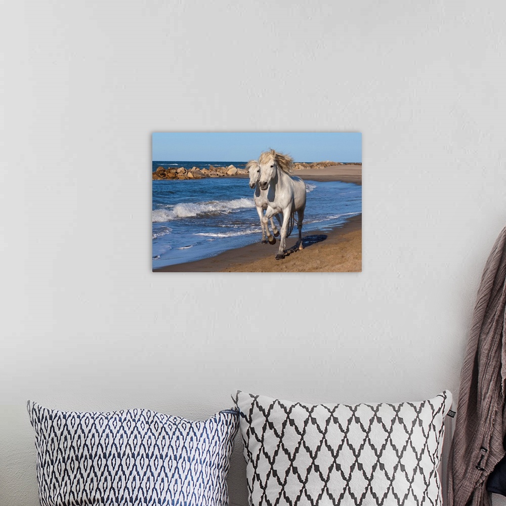 A bohemian room featuring Camargue horses running on the beach, Provence, France