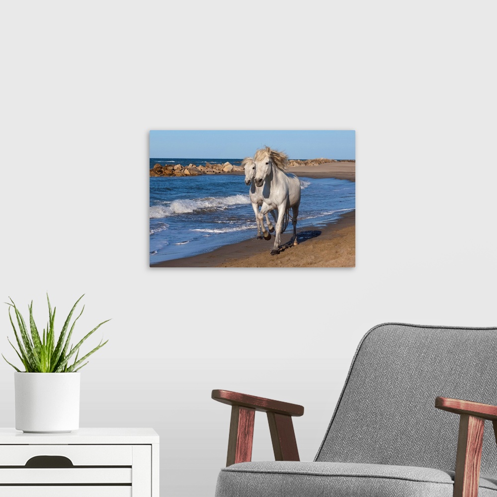 A modern room featuring Camargue horses running on the beach, Provence, France