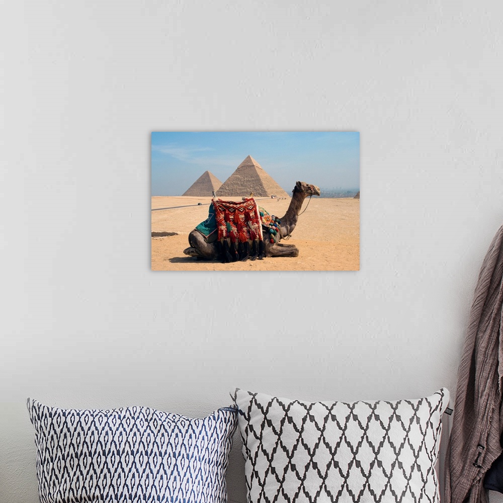 A bohemian room featuring Camel in front of the pyramids at Giza, near Cairo, Egypt, North Africa, Africa