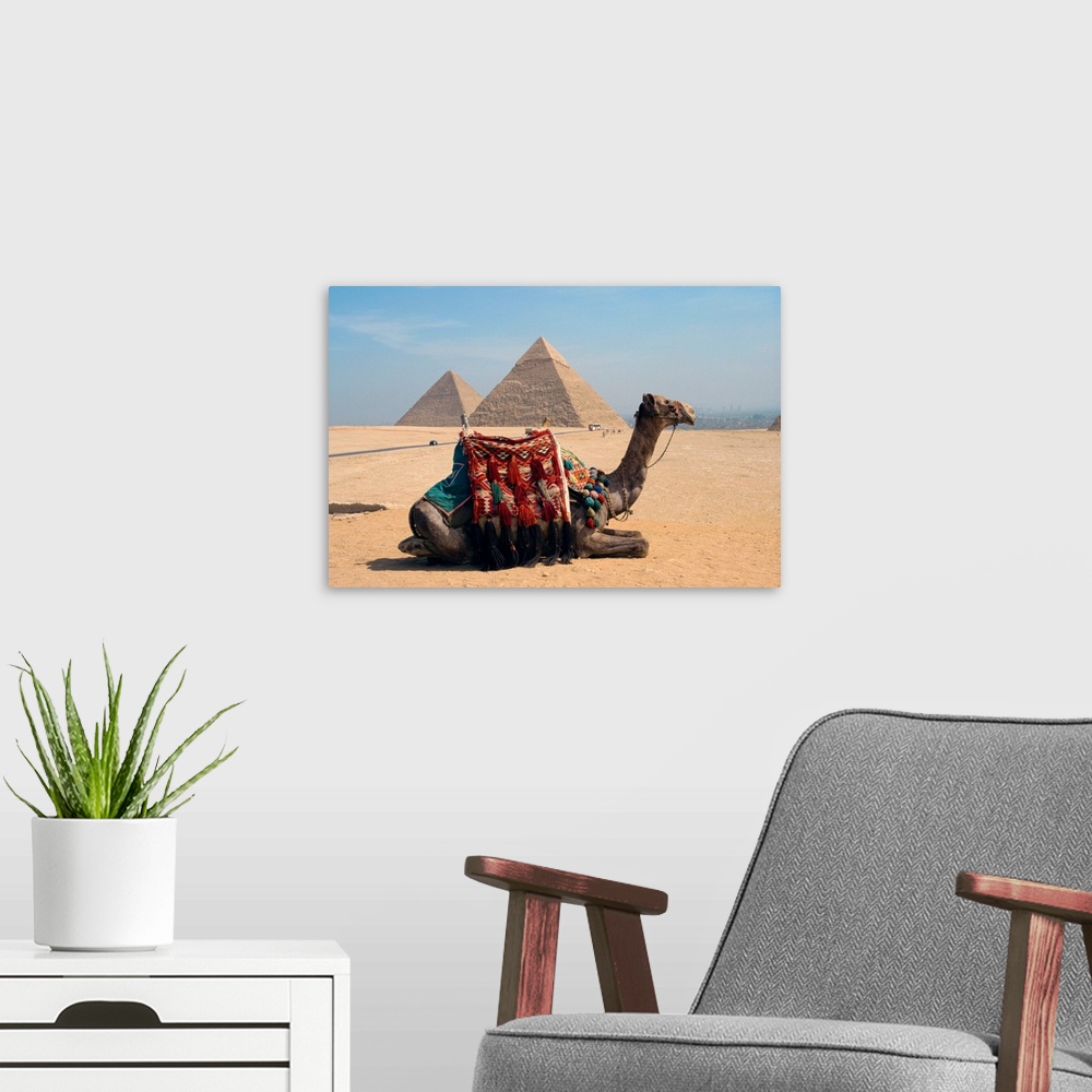 A modern room featuring Camel in front of the pyramids at Giza, near Cairo, Egypt, North Africa, Africa
