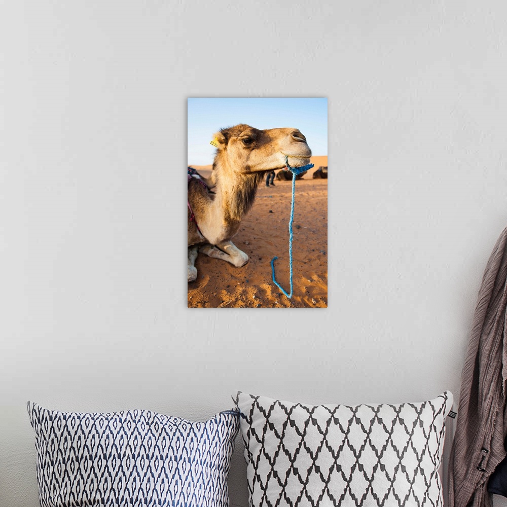 A bohemian room featuring Camel portrait, Erg Chebbi Desert, Morocco, Africa