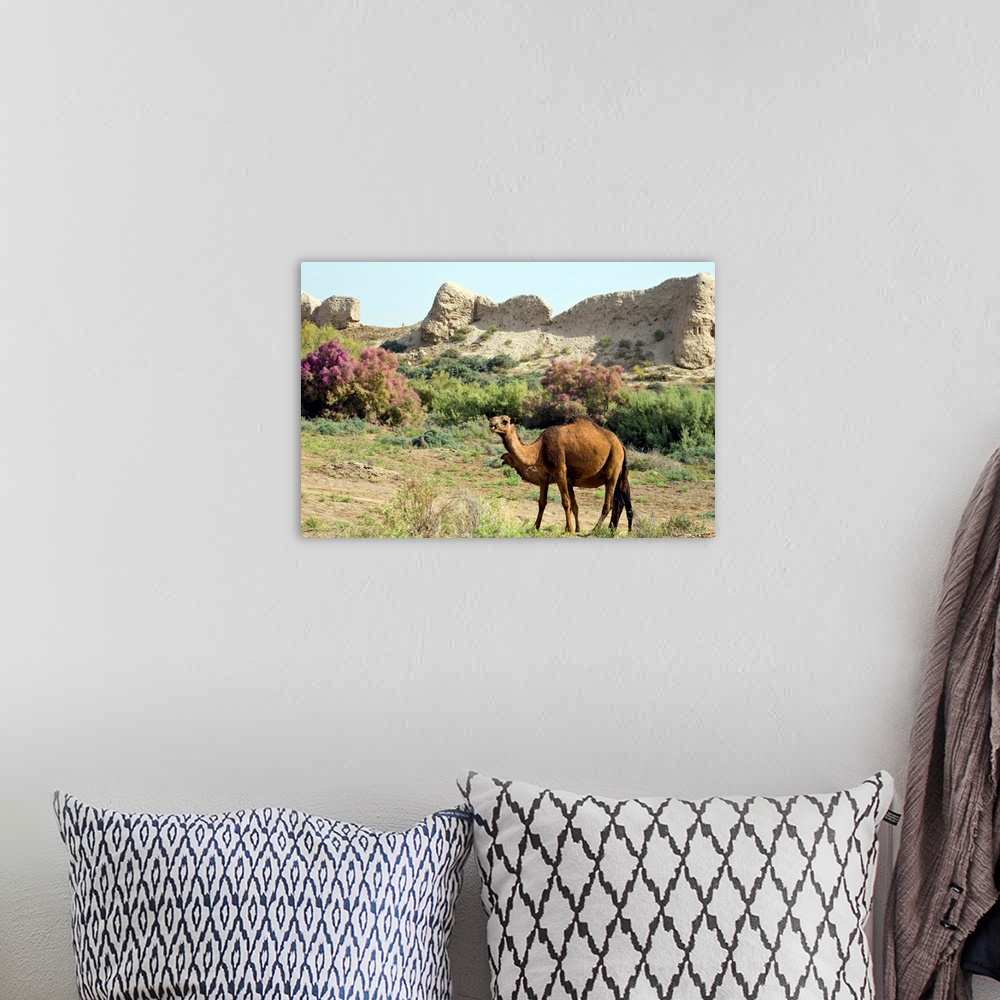 A bohemian room featuring Camels, Ancient Merv, Mary, Turkmenistan, Central Asia, Asia