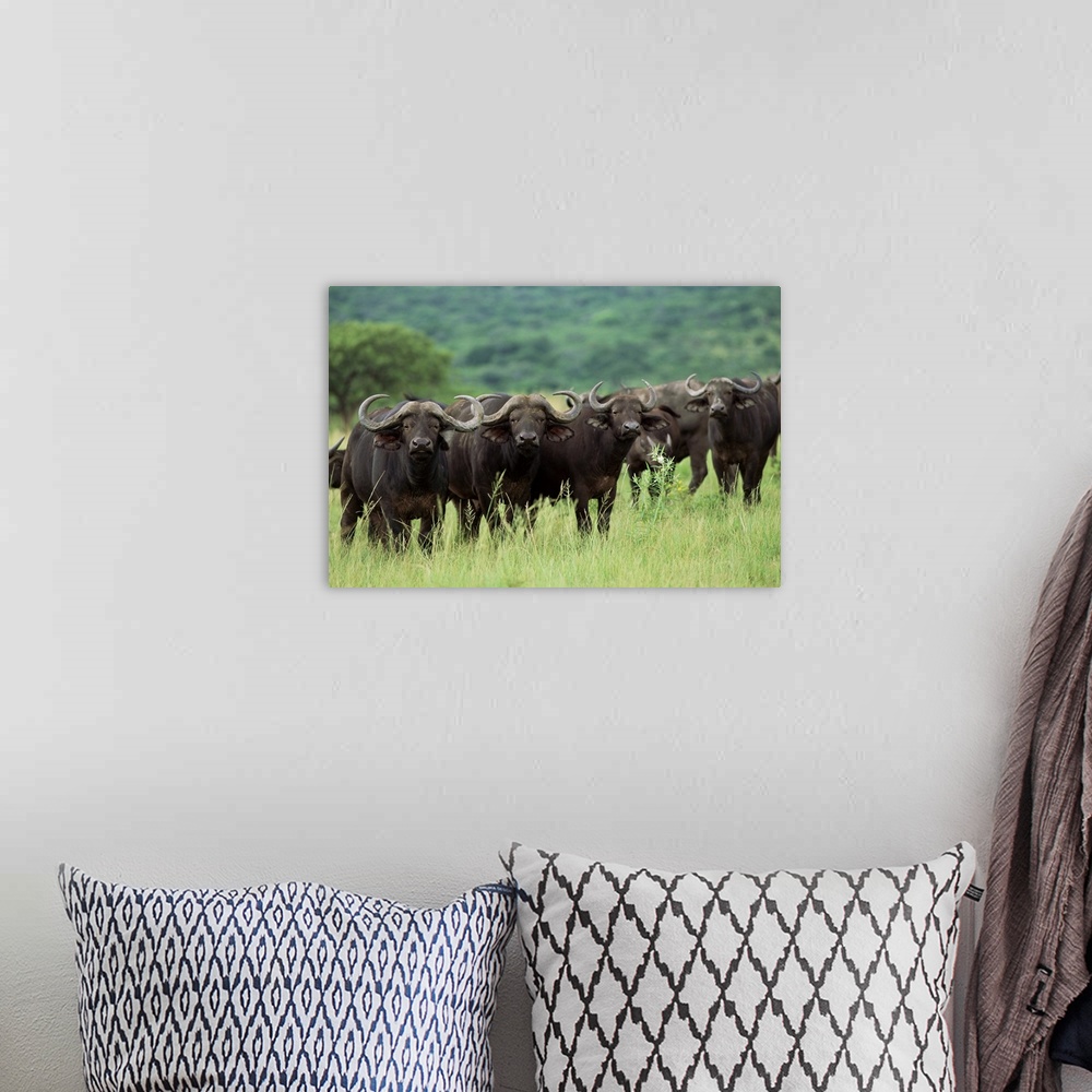 A bohemian room featuring Cape buffalo, Hluhluwe Game Reserve, Kwazulu-Natal, South Africa