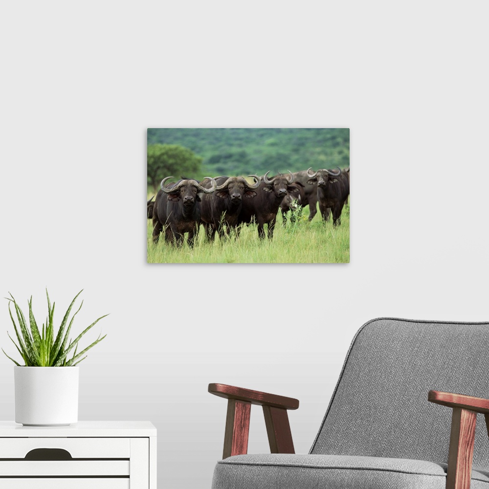 A modern room featuring Cape buffalo, Hluhluwe Game Reserve, Kwazulu-Natal, South Africa