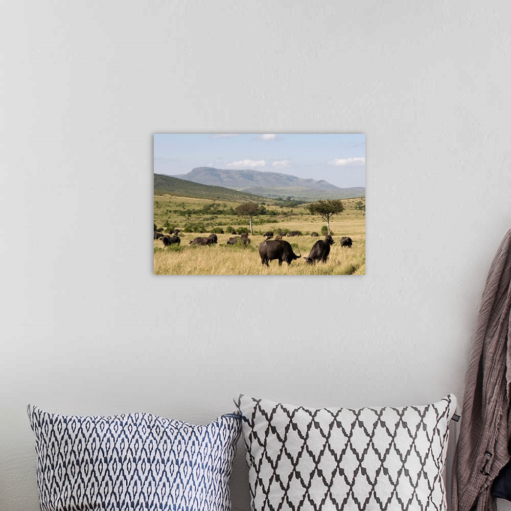 A bohemian room featuring Cape buffalo, Masai Mara National Reserve, Kenya, East Africa, Africa