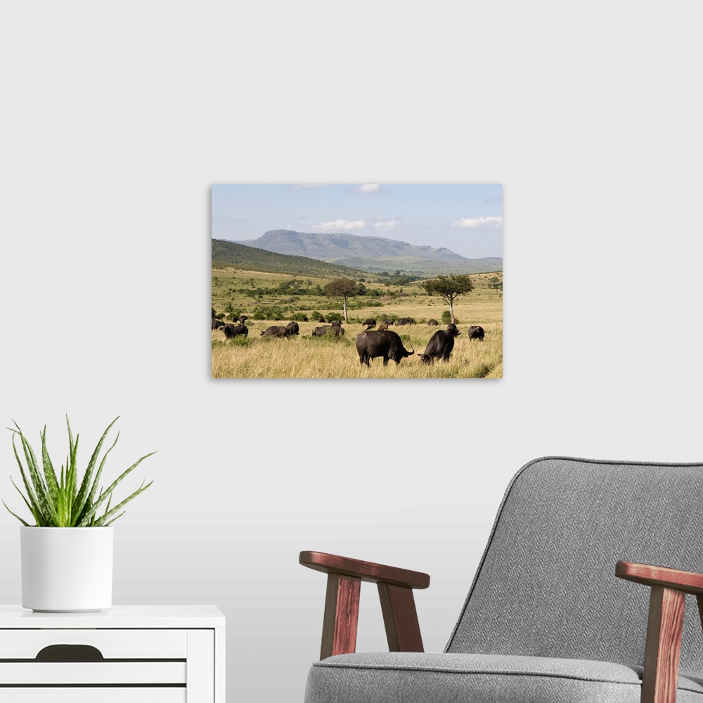 A modern room featuring Cape buffalo, Masai Mara National Reserve, Kenya, East Africa, Africa