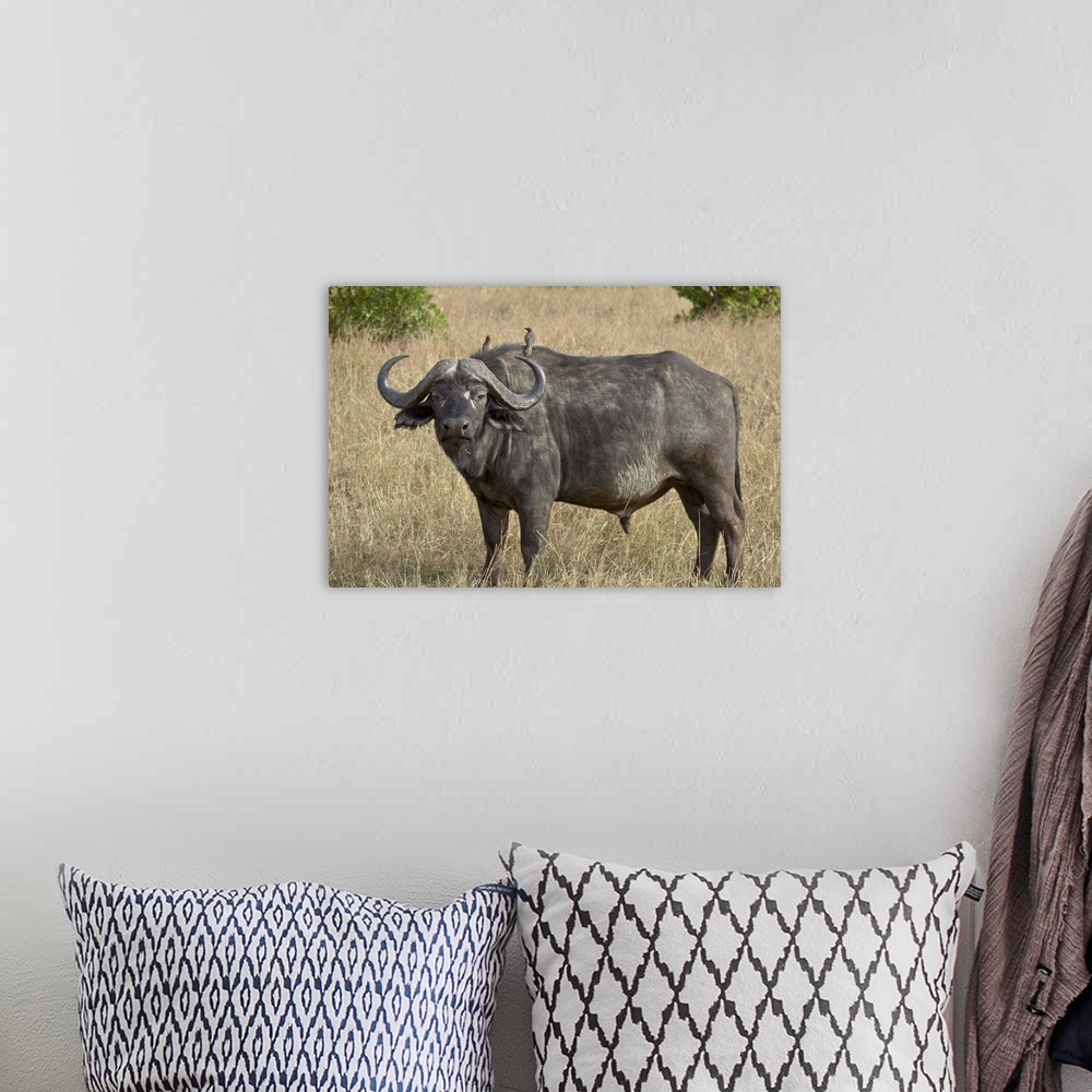 A bohemian room featuring Cape buffalo or African buffalo Masai Mara National Reserve, Kenya