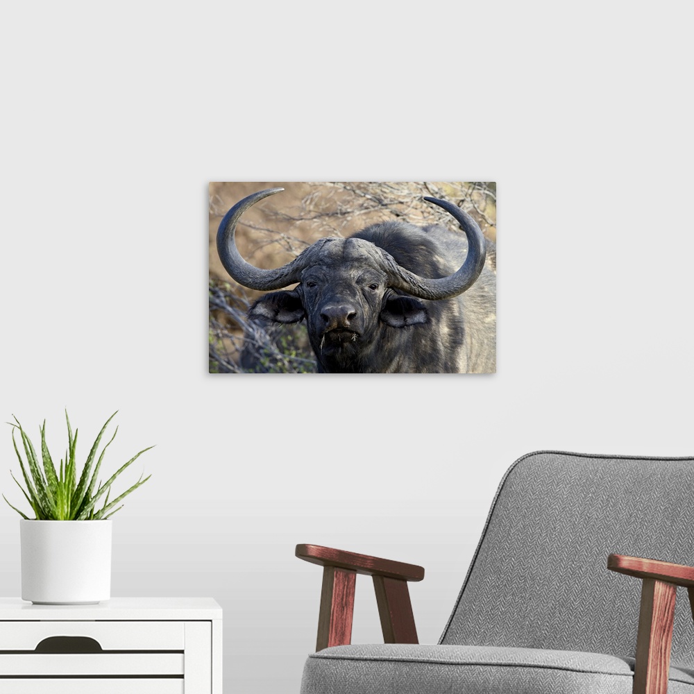 A modern room featuring Cape buffalo or African buffalo Mountain Zebra National Park, South Africa