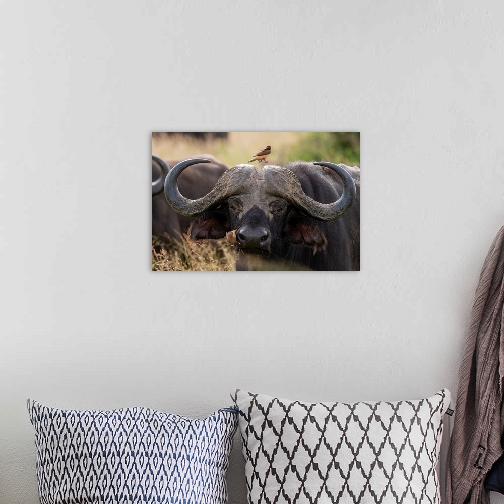 A bohemian room featuring Cape buffalo (Syncerus caffer), Tsavo, Kenya, East Africa, Africa