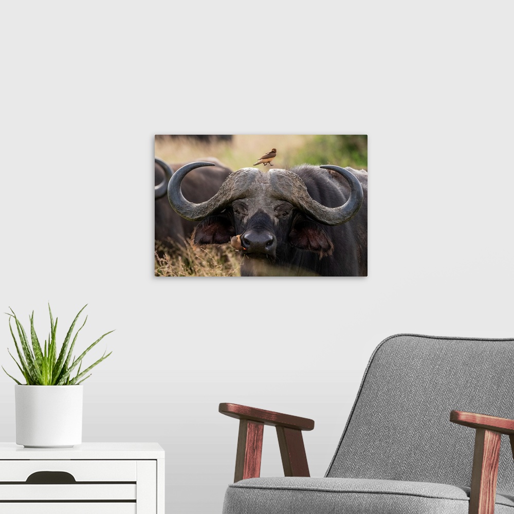 A modern room featuring Cape buffalo (Syncerus caffer), Tsavo, Kenya, East Africa, Africa