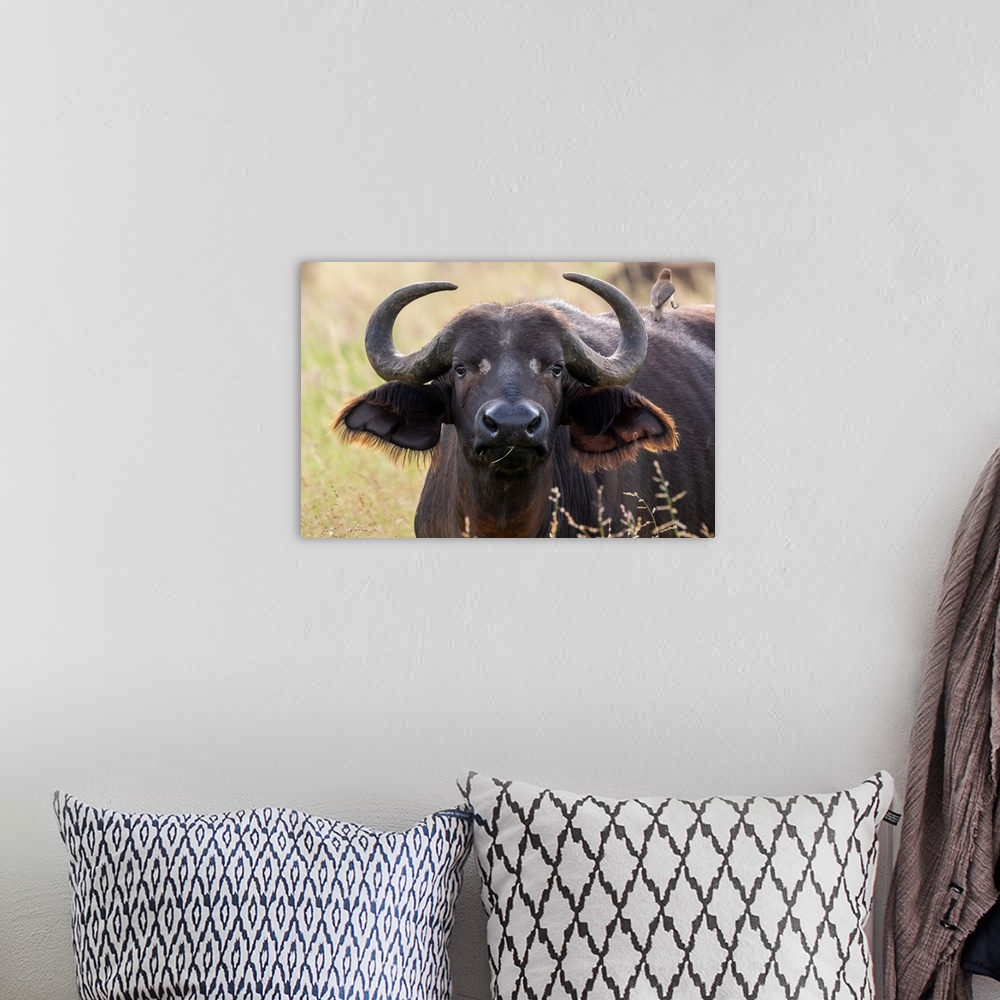 A bohemian room featuring Cape buffalo (Syncerus caffer), Tsavo, Kenya, East Africa, Africa