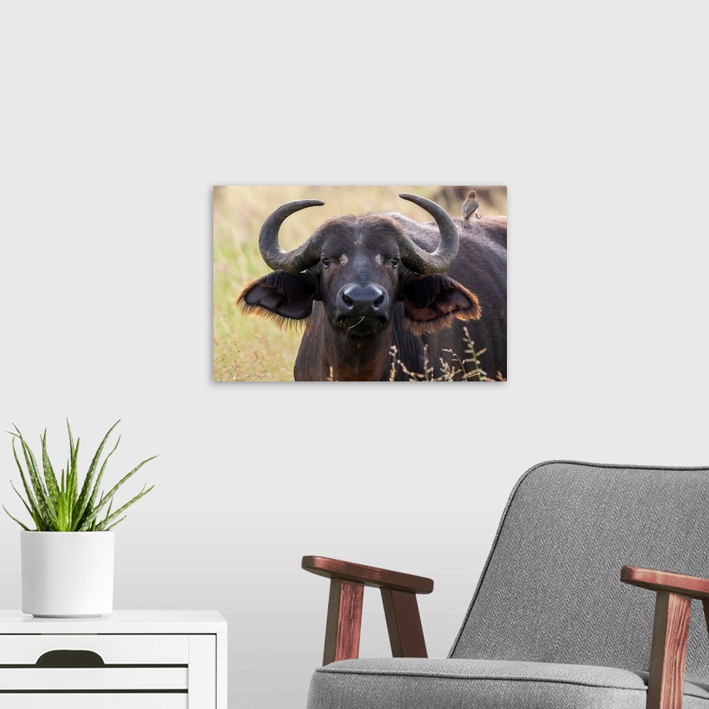 A modern room featuring Cape buffalo (Syncerus caffer), Tsavo, Kenya, East Africa, Africa