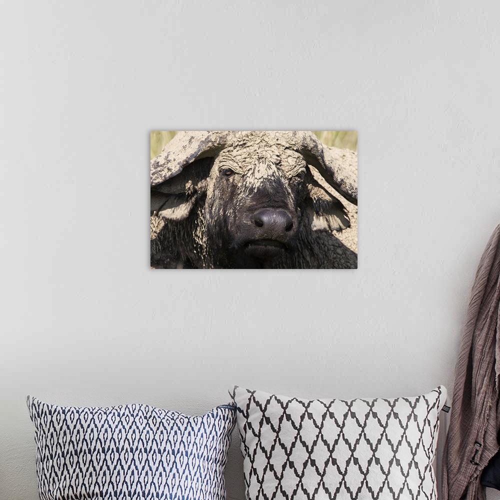 A bohemian room featuring Cape buffalo with dried mud, Lake Nakuru National Park, Kenya, Africa