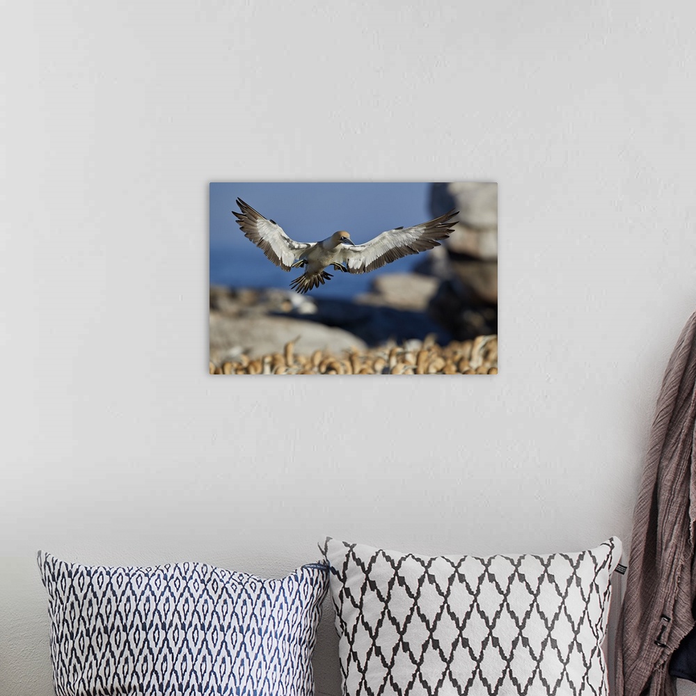 A bohemian room featuring Cape gannet landing, Bird Island, Lambert's Bay