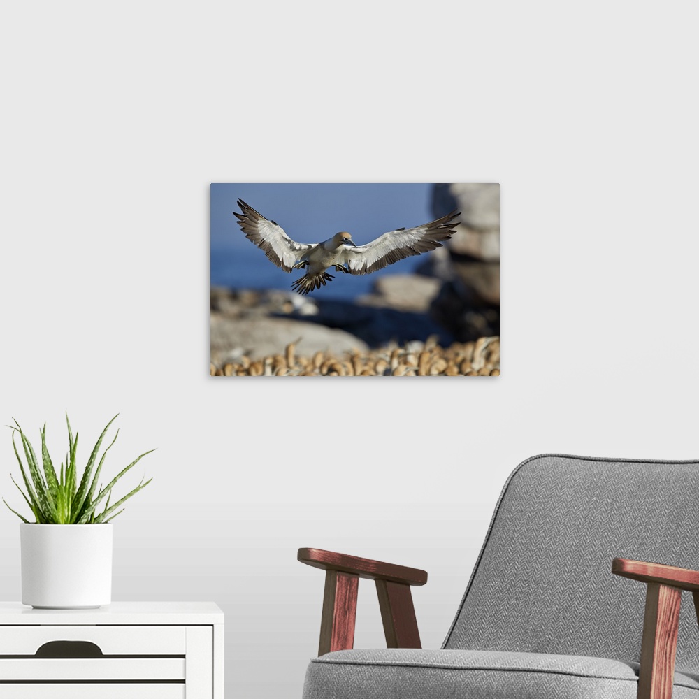 A modern room featuring Cape gannet landing, Bird Island, Lambert's Bay