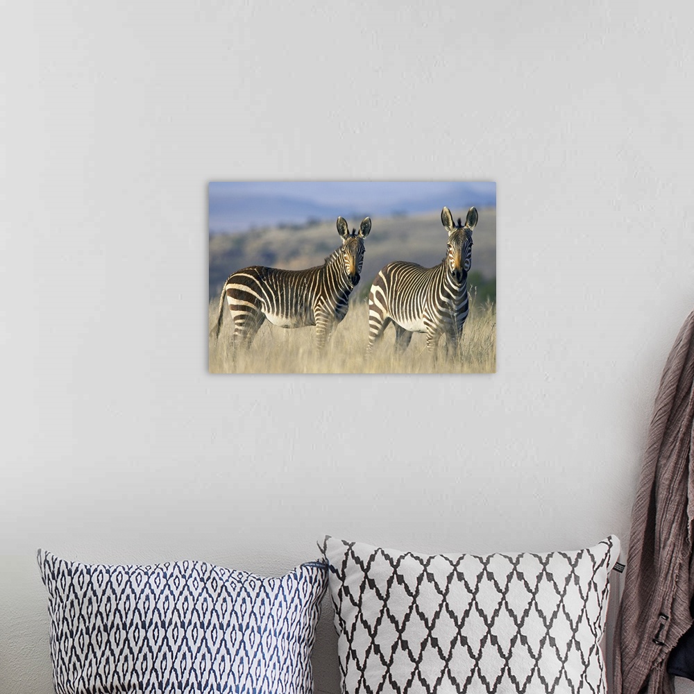 A bohemian room featuring Cape Mountain zebra (Equus zebra zebra), Mountain Zebra National Park