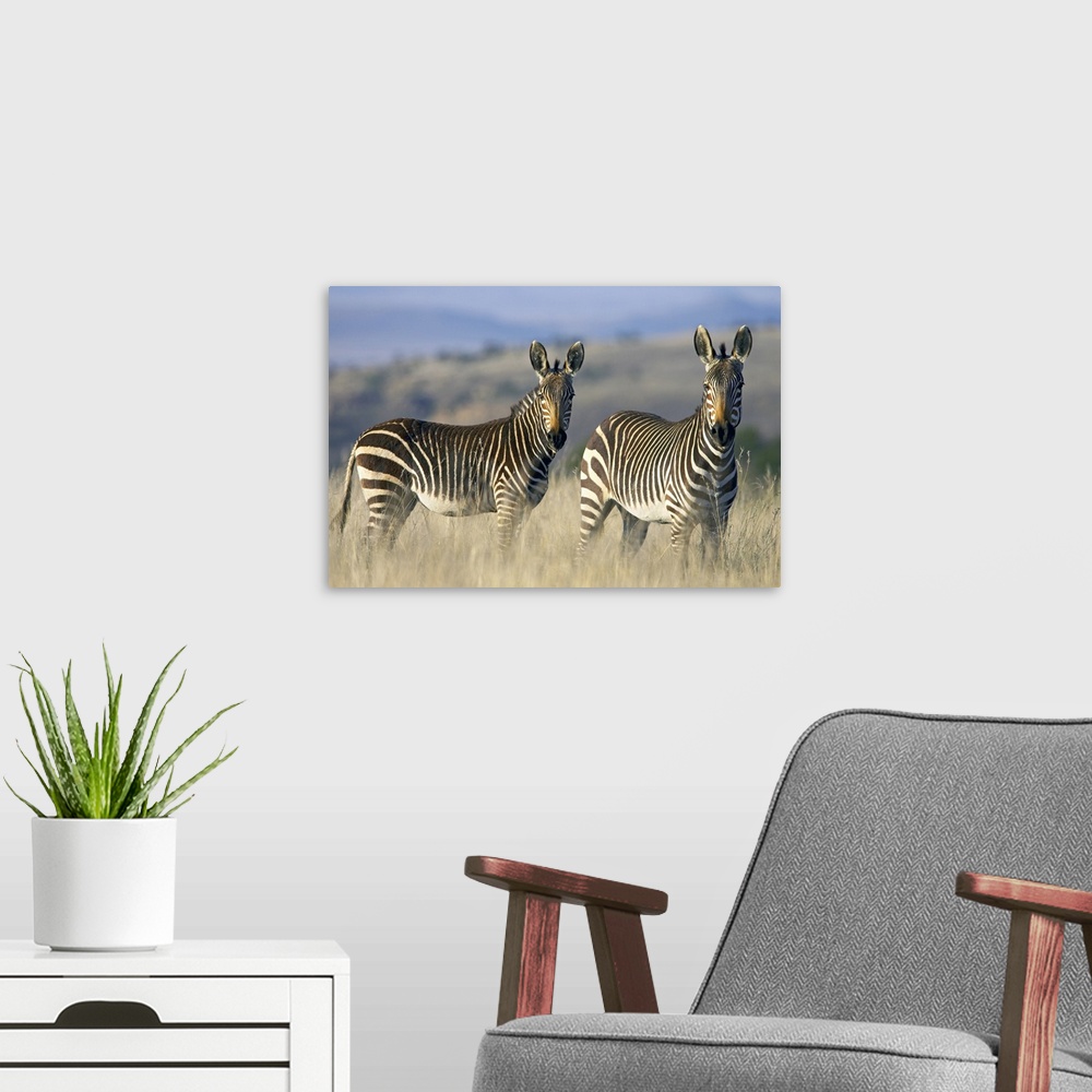 A modern room featuring Cape Mountain zebra (Equus zebra zebra), Mountain Zebra National Park