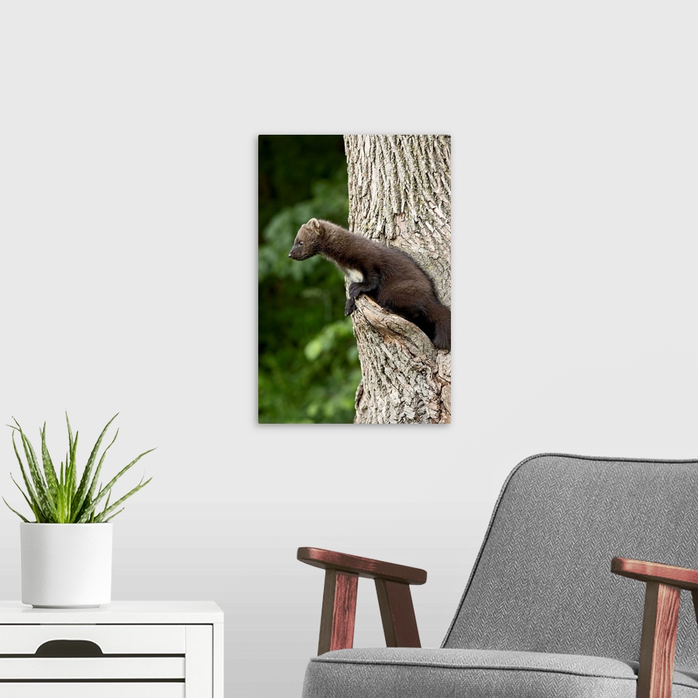 A modern room featuring Captive baby fisher in a tree, Sandstone, Minnesota, USA